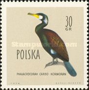 Great Cormorant (Phalacrocorax carbo)