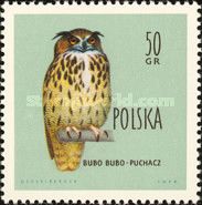 Eurasian Eagle-Owl (Bubo bubo)