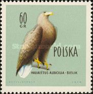 White-tailed Eagle (Haliaeetus albicilla)