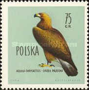 Golden Eagle (Aquila chrysaetos)