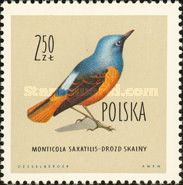 Blue Rock Thrush (Monticola solitarius)