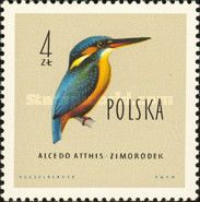 Common Kingfisher (Alcedo atthis)