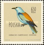 European Roller (Coracias garrulus)
