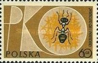 Initials, Ant