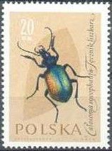 European Calosoma Beetle (Calosoma sycophanta)