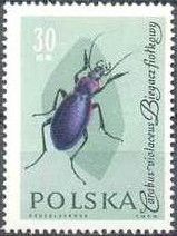 Violet Ground Beetle (Carabus violaceus)