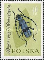 Rosalia Longicorn (Rosalia alpina)