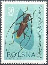 Greater Capricorn Beetle (Cerambyx cerdo)