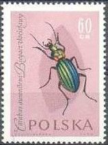 Golden Ground Beetle (Carabus auronitens)