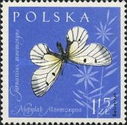 Clouded Apollo (Parnassius mnemosyne)