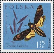 African death's-head hawkmoth (Acherontia atropos)
