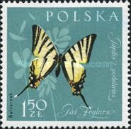 Scarce Swallowtail (Iphiclides podalirius)