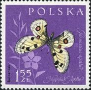 Apollo (Parnassius apollo)
