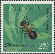 Red Wood Ant (Formica rufa)
