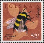 Garden Bumblebee (Bombus hortorum)