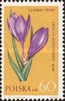 Crocus