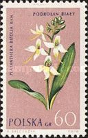 Platanthera bifolia - Lesser Butterfly Orchid