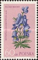 Monkshood Aconitum callibotryon