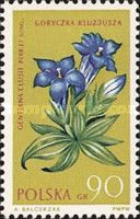 Clusius Gentian (Gentiana clusii)