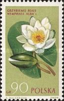European White Waterlily (Nymphaea alba)