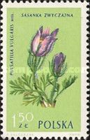 Pasque flower (Pulsatilla vulgaris)