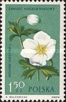 Snowdrop anemone (Anemone sylvestris)