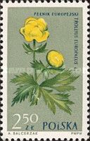 Globeflower (Trollius europaeus)
