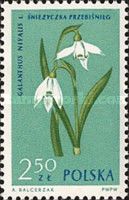 Common snowdrop (Galanthus nivalis)