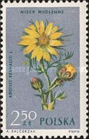 Spring pheasant's eye (Adonis vernalis)