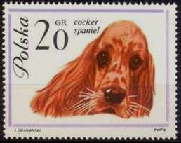 Cocker-Spaniel (Canis lupus familiaris)