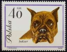 German Boxer (Canis lupus familiaris)