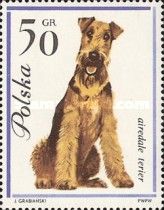 Airedale Terrier (Canis lupus familiaris)