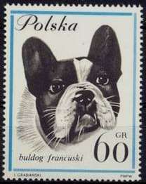 French Bulldog (Canis lupus familiaris)