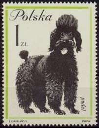 French Poodle (Canis lupus familiaris)