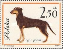 Polish Hound (Canis lupus familiaris)