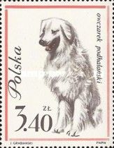 Tatra Shepherd Dog (Canis lupus familiaris)