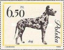 Great Dane (Canis lupus familiaris)