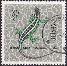Sand Lizard (Lacerta agilis)