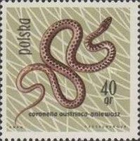 Smooth Snake (Coronella austriaca)