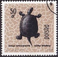 European Pond Turtle (Emys orbicularis)