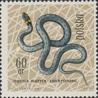 European Grass Snake (Natrix natrix)