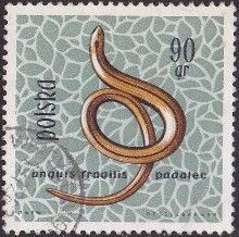 Slow Worm (Anguis fragilis)