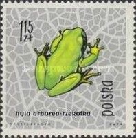 European Tree Frog (Hyla arborea)