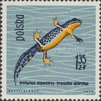 Alpine Newt (Triturus alpestris)