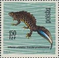 Northern Crested Newt (Triturus cristatus)