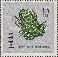 Green Toad (Bufo viridis)