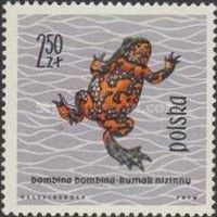 European Fire-bellied Toad (Bombina bombina)