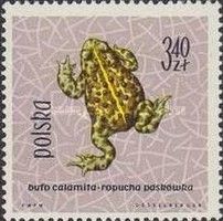 Natterjack Toad (Bufo calamita)