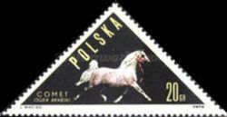 Arab Stallion "Comet" (Equus ferus caballus)