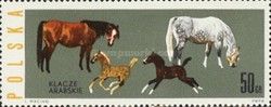 Arab Mares and Foals (Equus ferus caballus)